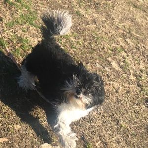 Meet your Posher, Lily